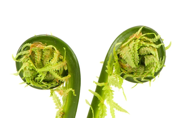 Twee jonge fern van de lente ontluikt spiralen geïsoleerd op wit — Stockfoto