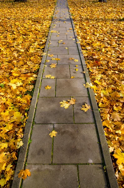 Camino del parque de hormigón a través de hojas de otoño — Foto de Stock