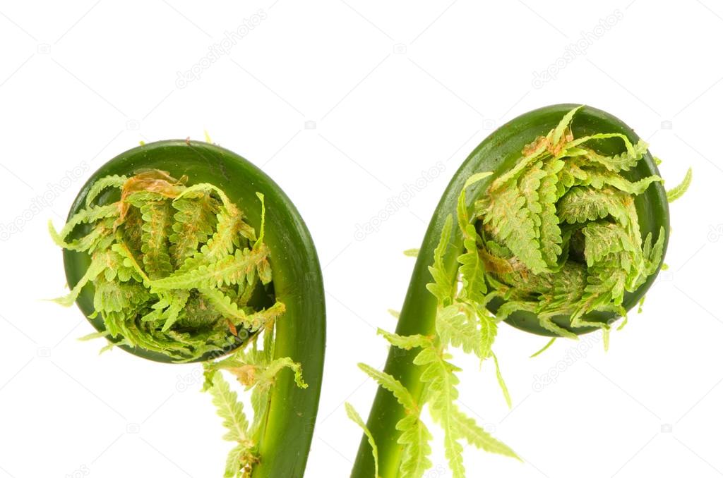 Two spring young fern buds spirals isolated on white