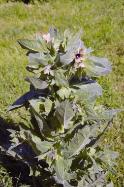 kırsal yaz bahçesinde çiçekler henbane