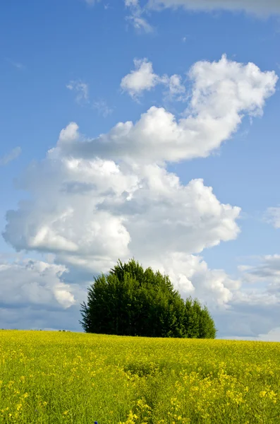 Paesaggio estivo con campo di stupri e nuvole — Foto Stock