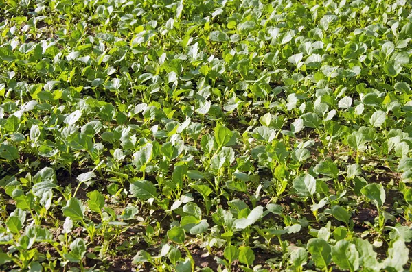 Verse verkrachtingen spruiten in het voorjaar op boerderij veld — Stockfoto