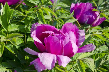 Yaz aylarında büyük nemli Şakayık çiçeği