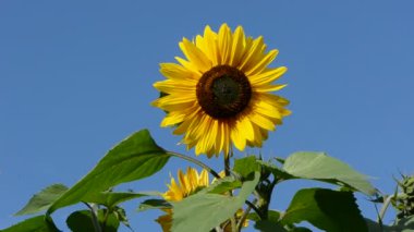 Ayçiçeği güzel çiçeği ve Rüzgar