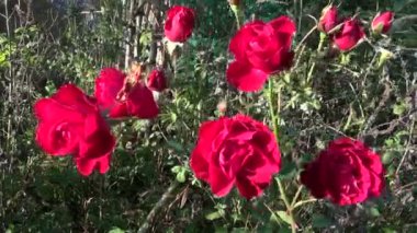 sonbahar kırmızı gül çiçek yatak ve Rüzgar