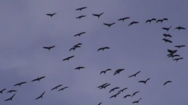 Sonbahar geçiş zaman uçan vinçler (Grus grus)