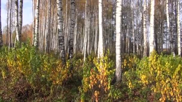 Autumn birches tree forest — Stock Video