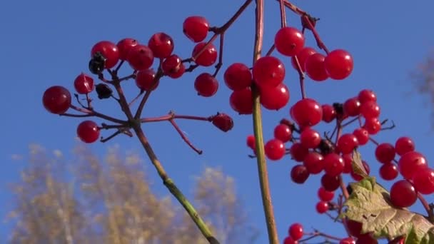 Viburno de otoño baya roja y cielo azul — Vídeos de Stock