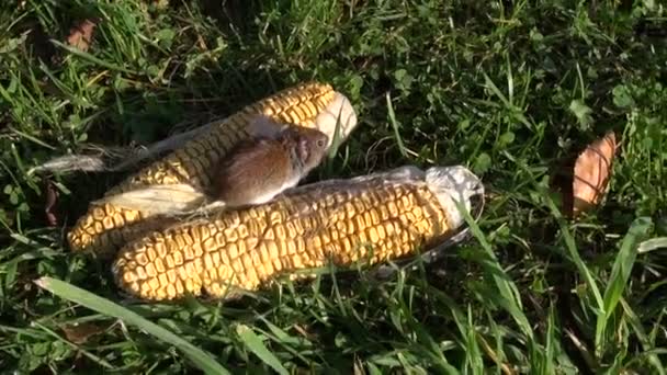 Bank vole (Clethrionomys glareolus) on corn cobs — Stock Video