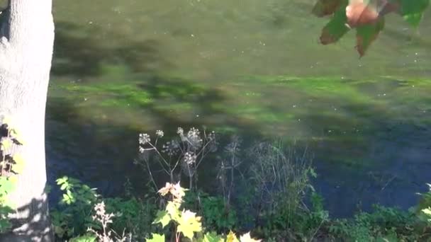 Fin de verano río arroyo fondo — Vídeo de stock