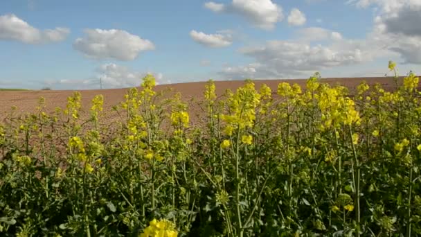 Plowed spring field and rapes blossoms — Stock Video