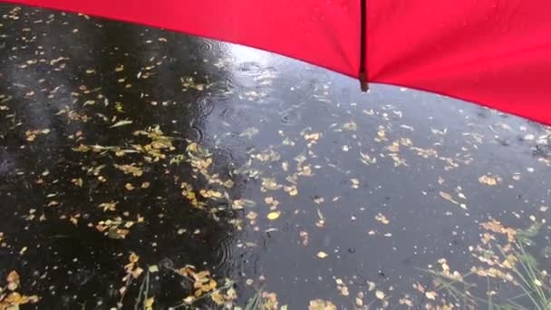 Autumn rain on lake water and red umbrella — Stock Video