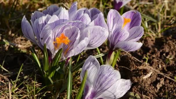 Spring crocus blossoms and wind — Stock Video