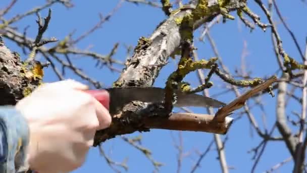 Äste von Apfelbäumen im Frühjahr mit Säge zurückschneiden — Stockvideo