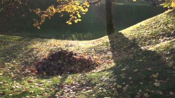 Las hojas de otoño en el parque y la luz del sol — Vídeo de stock