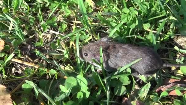 Banco vole (Clethrionomys glareolus) na grama — Vídeo de Stock