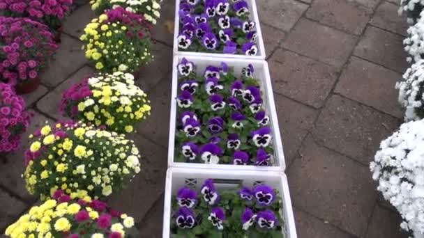 Feria de flores en la agricultura — Vídeos de Stock