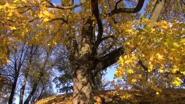 Autumn golden maple in park and camera rotate — Stock Video