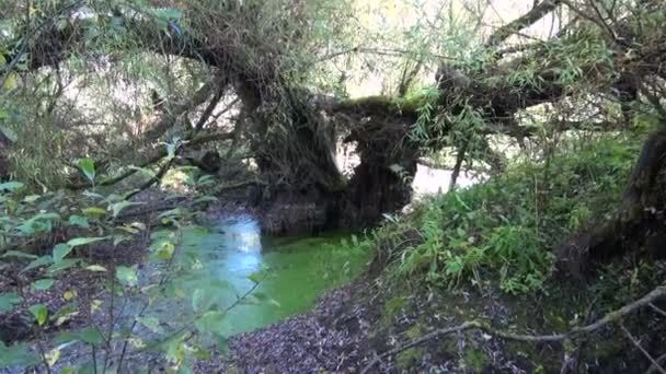 Старая ива в лесном болоте — стоковое видео