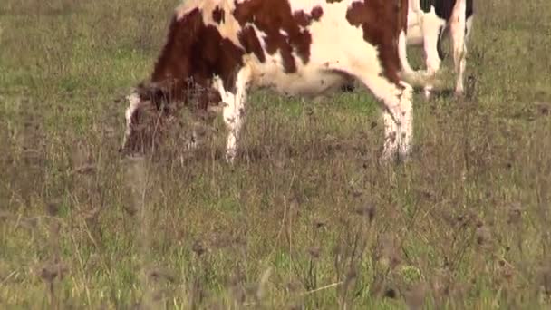 Коровы на осеннем поле — стоковое видео