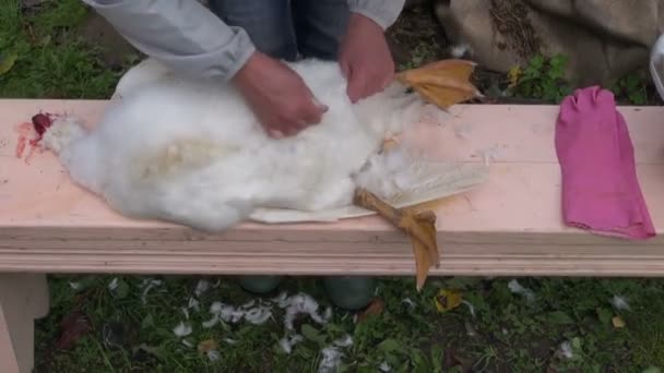 Femme cueille des plumes d'oie mortes — Video