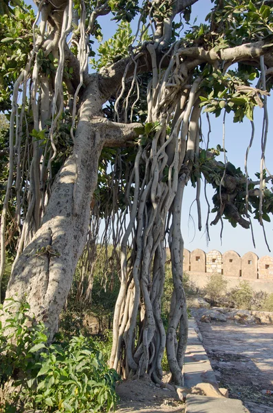 Grote Banyanboom in jaipur — Stockfoto