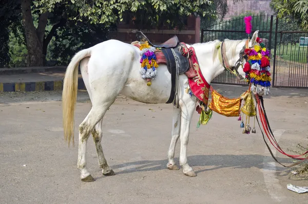 Riding white horse ir Agra , India — Stock Photo, Image
