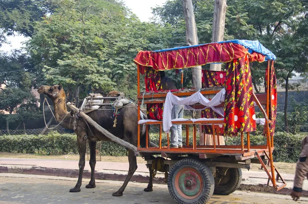 Velbloud s přepravou pro turisty v agra, Indie — Stock fotografie