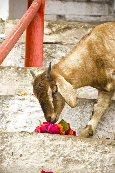 Chèvre mangeant des fleurs à Varanasi, Inde — Photo
