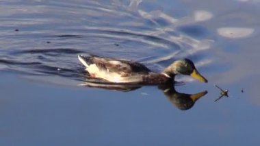 Göl su ve sonbahar yansımaları ördek