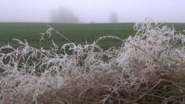 Frost'un üzerinde çim ve sis, sonbahar yatay