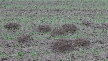 Öyle sonbahar kırpma alanı