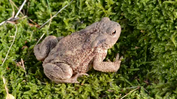 Vanlig padda (Bufo bufo) hoppa och stänk — Stockvideo