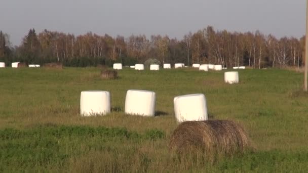 Hooibalen op boerderij veld in zomer einde — Stockvideo