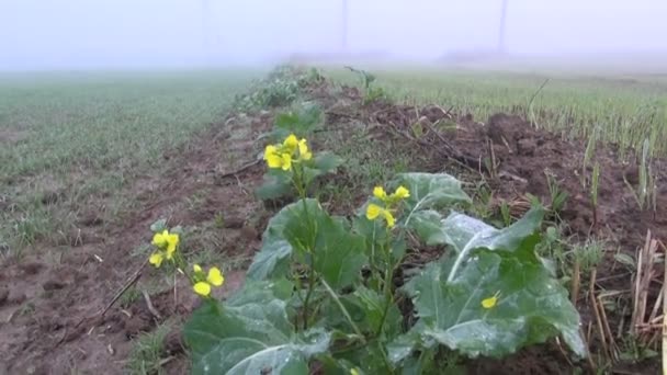 Brouillard d'automne matin sur le terrain — Video