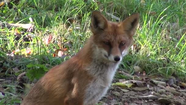 Красивый лис в лесу — стоковое видео