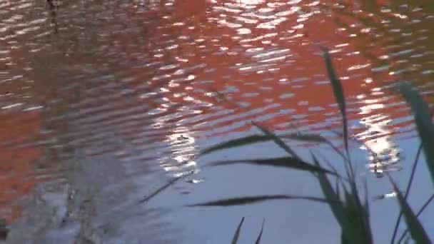 Röda huset reflektioner bakgrunden på floden bevattnar — Stockvideo
