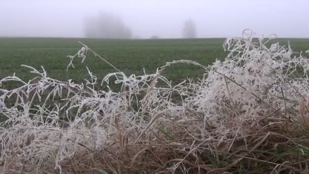 Höstlandskap med frost på gräset och dimma — Stockvideo
