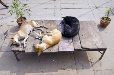 üç köpek Varanasi street, Hindistan uyku