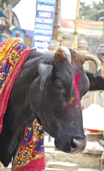 Священная корова на улице Варанаси, Индия — стоковое фото