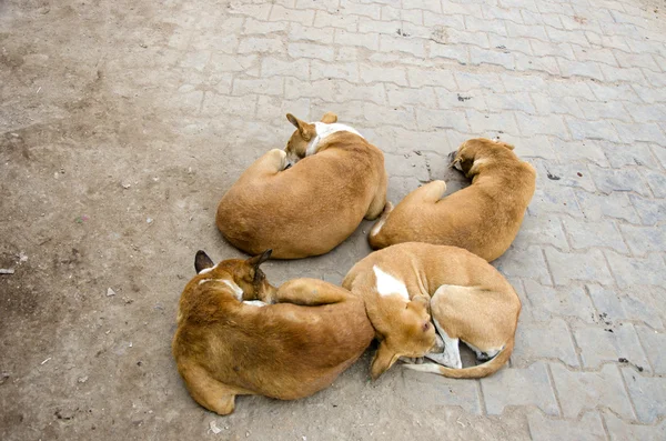 Four sleeping dogs on street in Varanasi — Stock Photo, Image