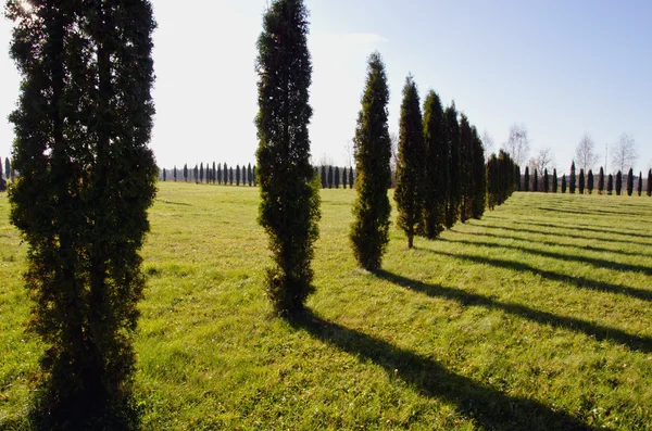 Landschap met groenblijvende boom thuja — Stockfoto