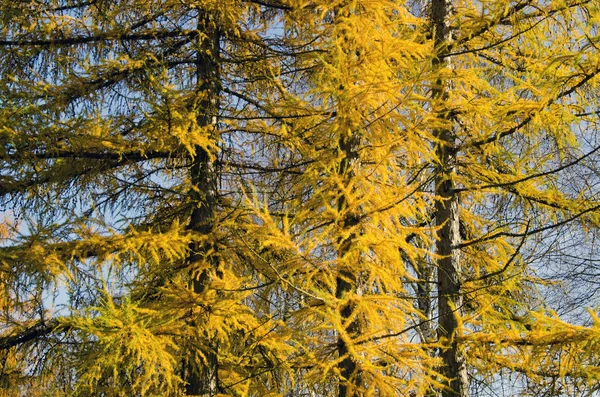 Dorado otoño tiempo alerce fondo — Foto de Stock