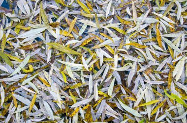 arka plan sonbahar söğüt ağacının yaprakları