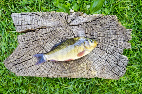 Crucian carp (Carassius carassius) on old wooden background — Stock Photo, Image