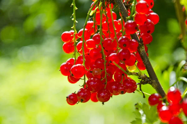 Czerwona porzeczka (Ribes rubrum) jagody kilka — Zdjęcie stockowe