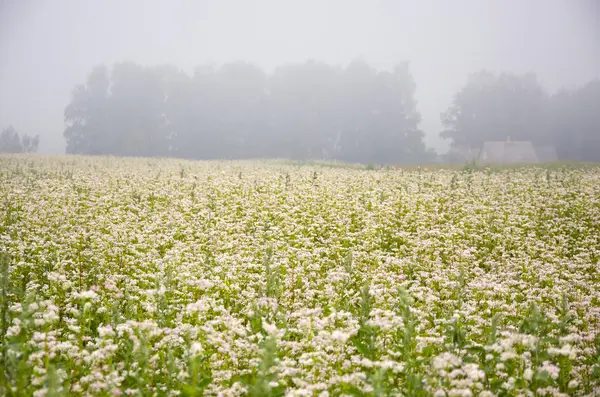 Kvetoucí pohanky pole a letní ranní mlha — Stock fotografie