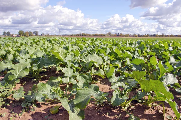 Yeşil tecavüz kolza tarım alanında sonbahar