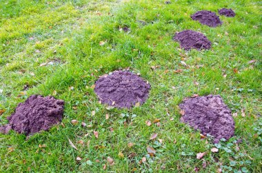 Öyle sonbahar Bahçe Yeşil çimenlerin üzerinde