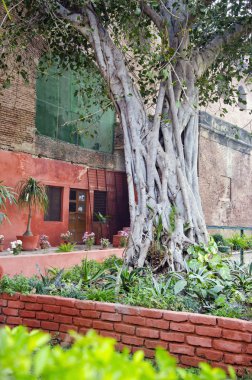 Banyan ağacı bahçede agra, Hindistan
